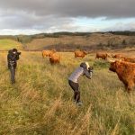 Cladich Fold Highland Cattle tours
