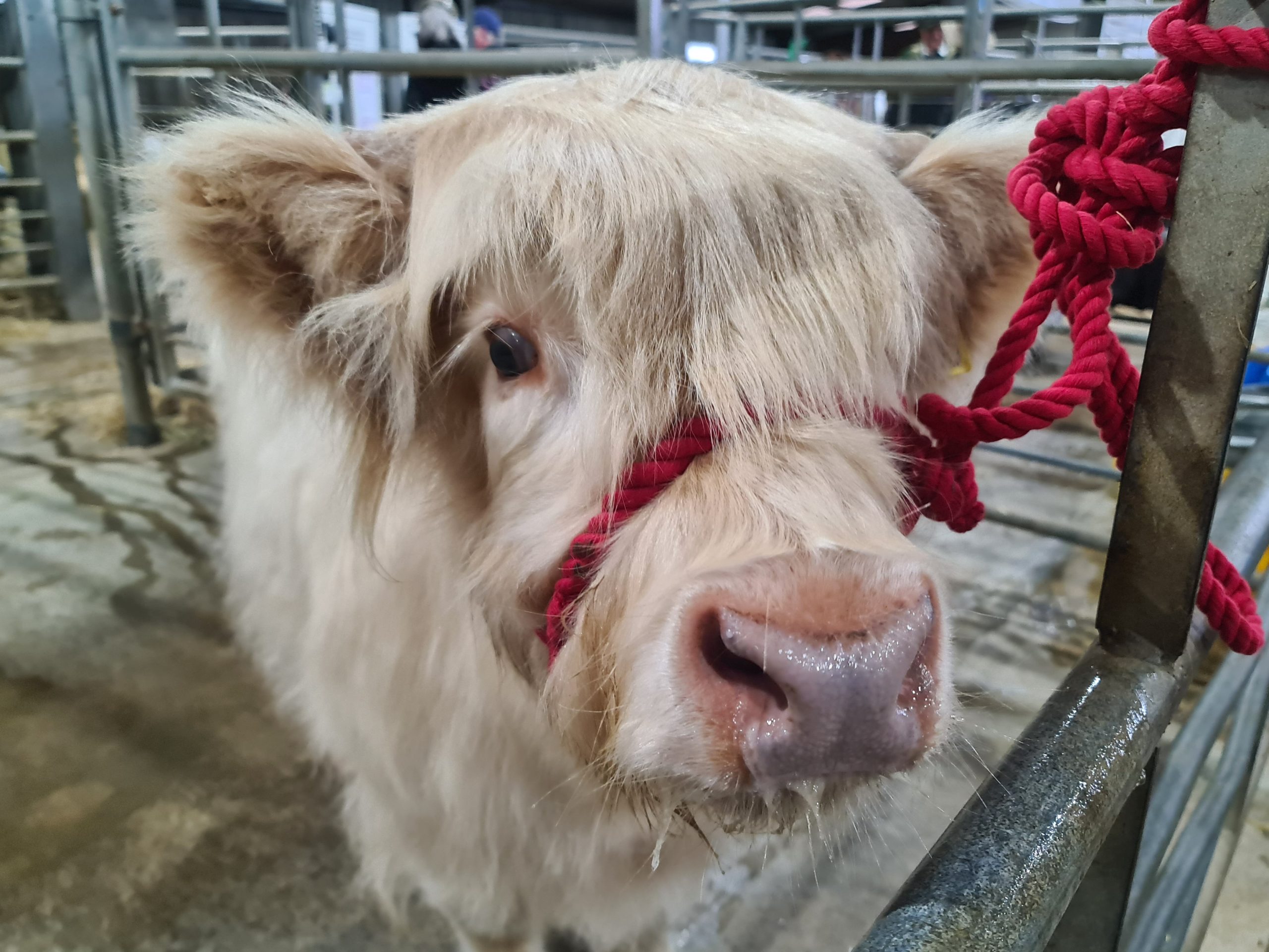 blond white highland calf highland cattle sales oban show