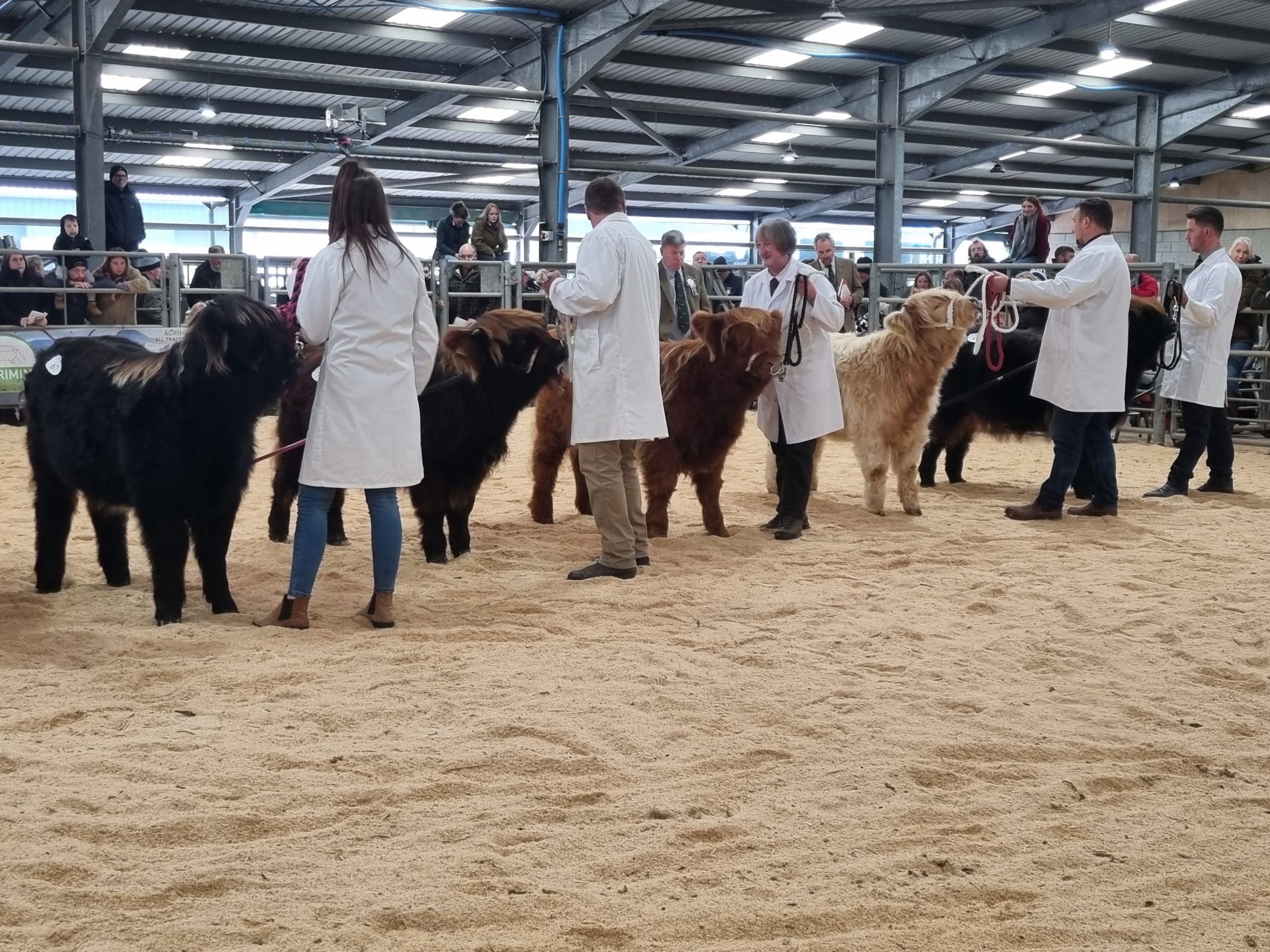 people and highland cattle in show at Oban