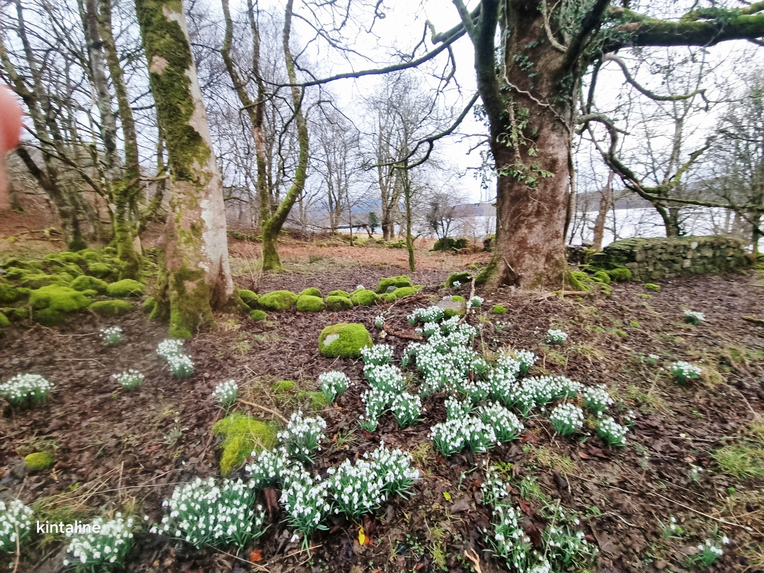 Snowdrop Ardchattan manse
